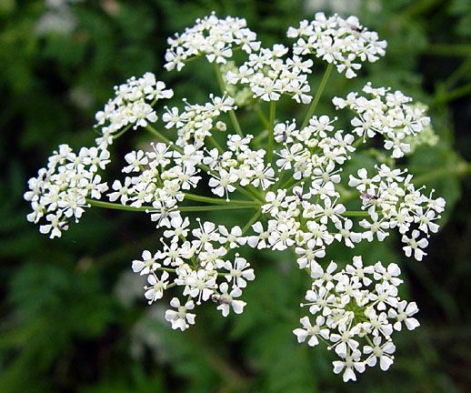 Hemlock Poisoning: Symptoms, Treatment and Prevention